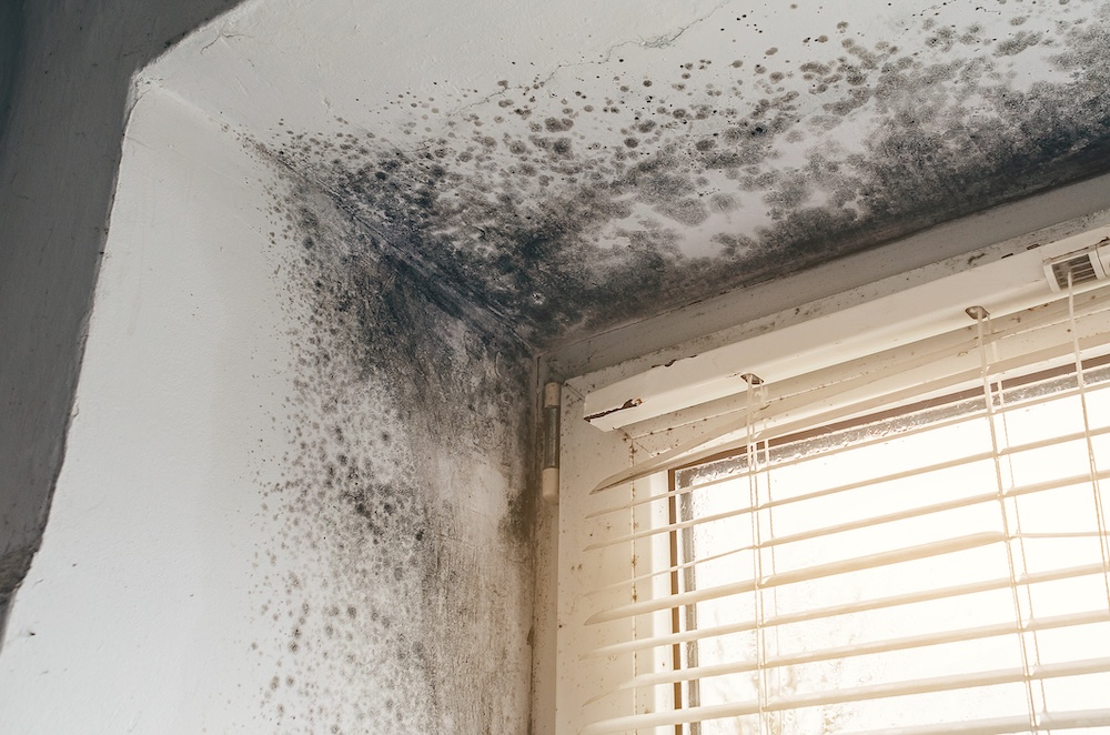 Mold Remediation restoration in Maryland