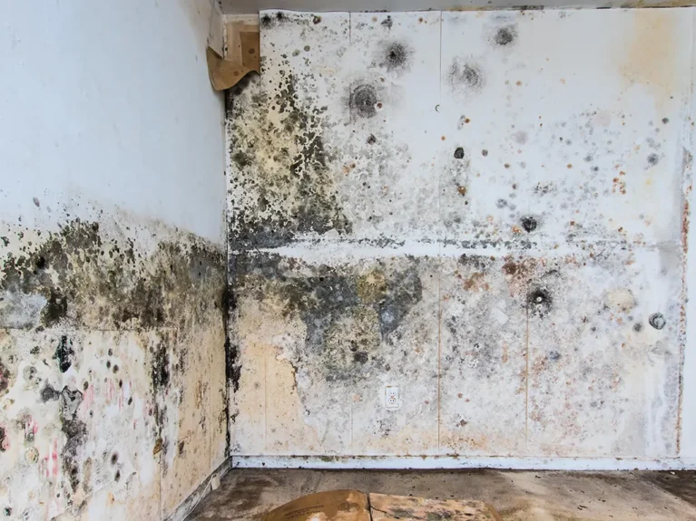 Professional mold remediation restoration work